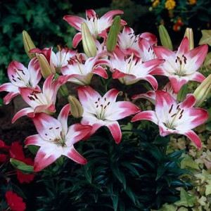  Лилия Лоллипоп